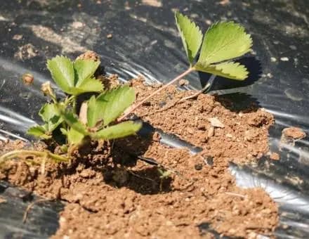 Du plastique biodégradable pour pailler les sols agricoles : solution ou nouveau problème ?