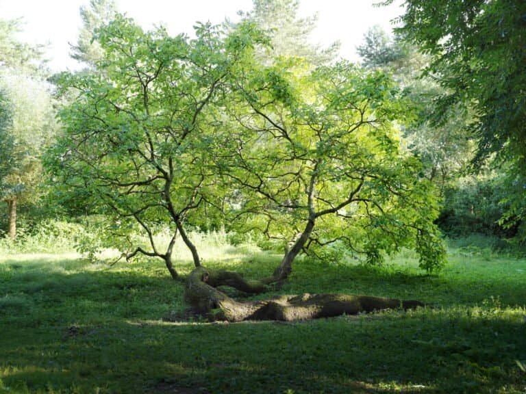 Visites de Printemps au jardin de Lansau , Mai – Juin 2026